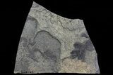Pennsylvanian Fern (Neuropteris) Fossils - Kinney Quarry, NM #80452-1